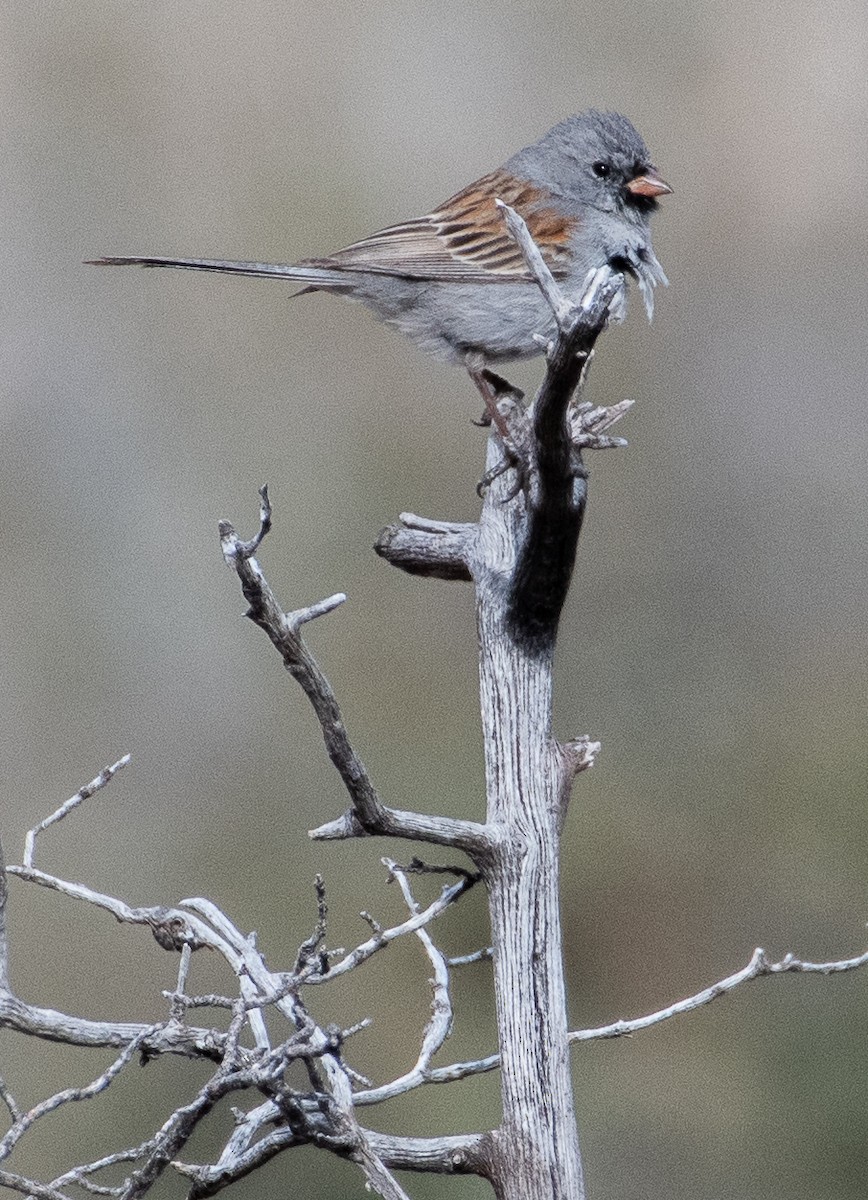 Black-chinned Sparrow - ML552356651