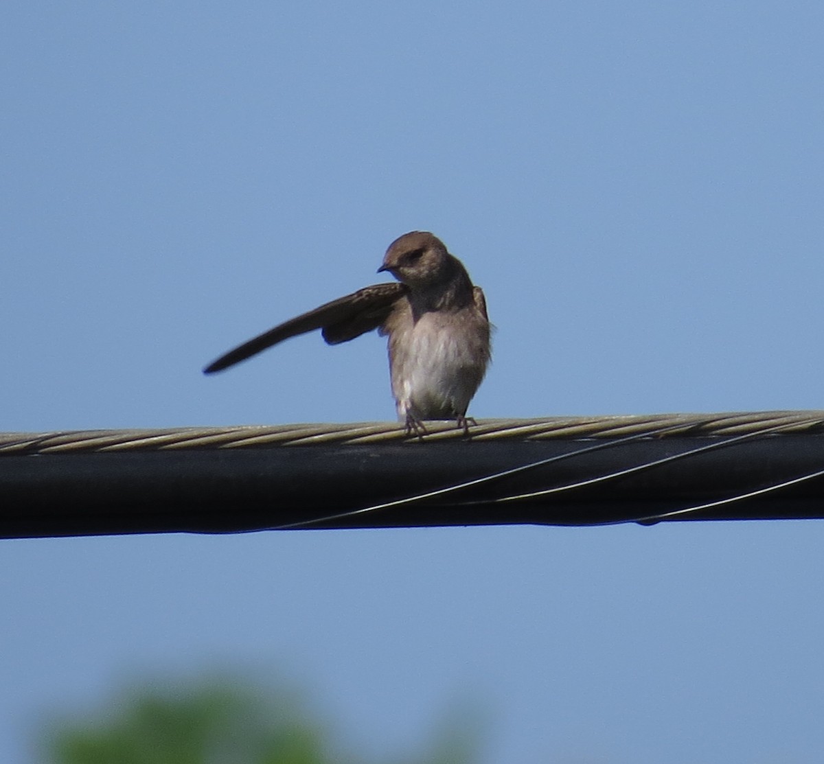 Northern Rough-winged Swallow - ML55235711