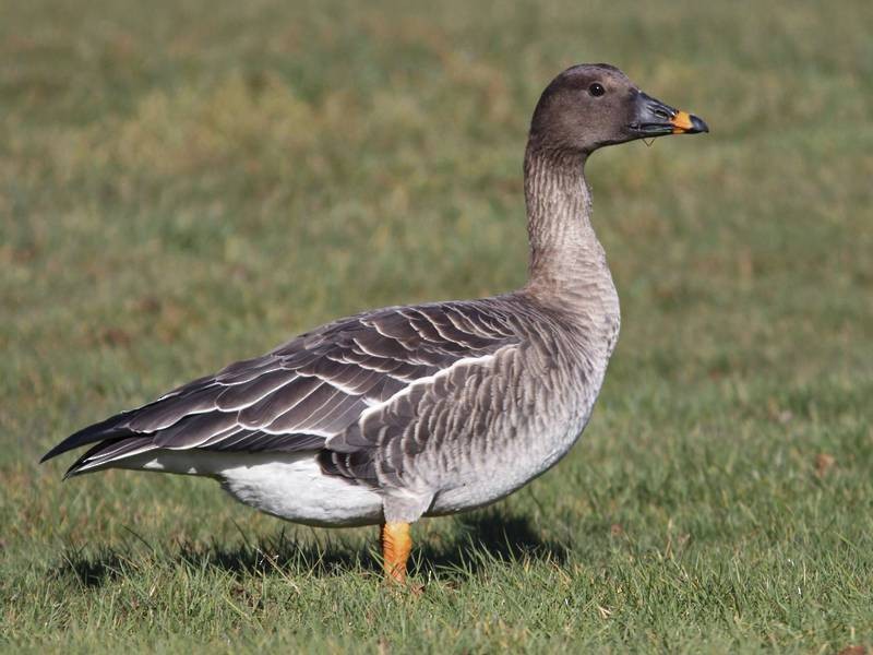 Tundra Bean Goose