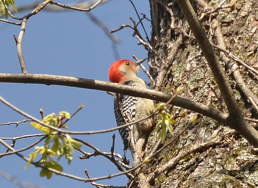 Red-bellied Woodpecker - ML552363911