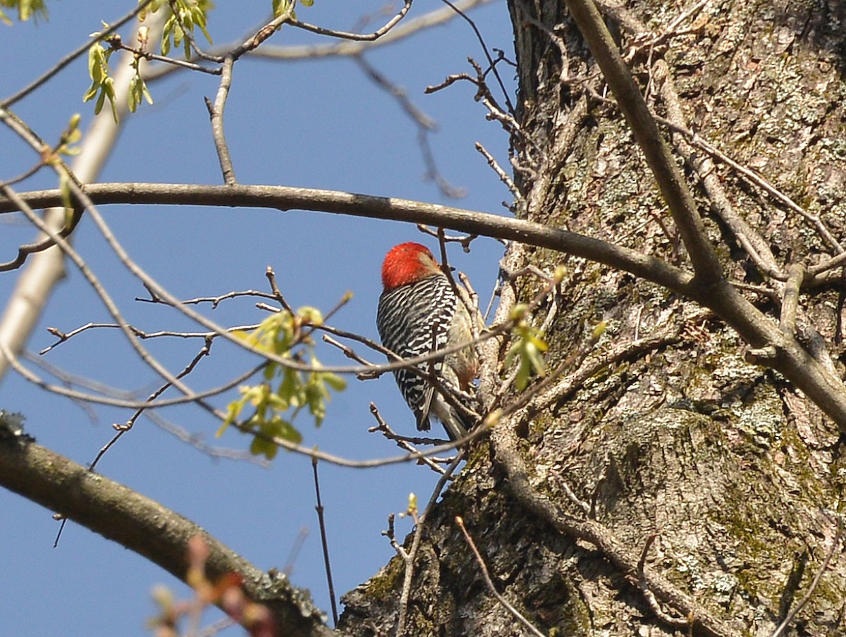 Red-bellied Woodpecker - ML552363921