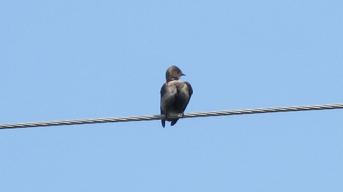 Northern Rough-winged Swallow - ML55236601