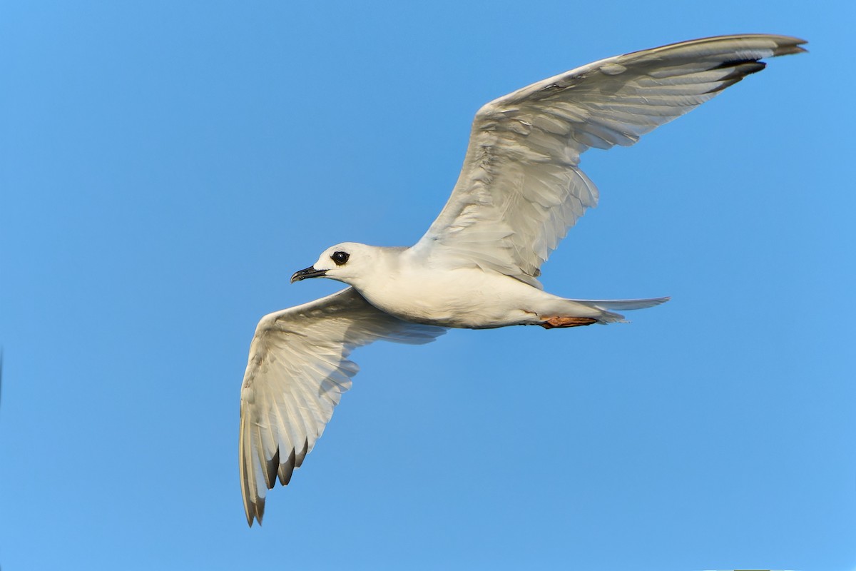 Swallow-tailed Gull - ML552367621