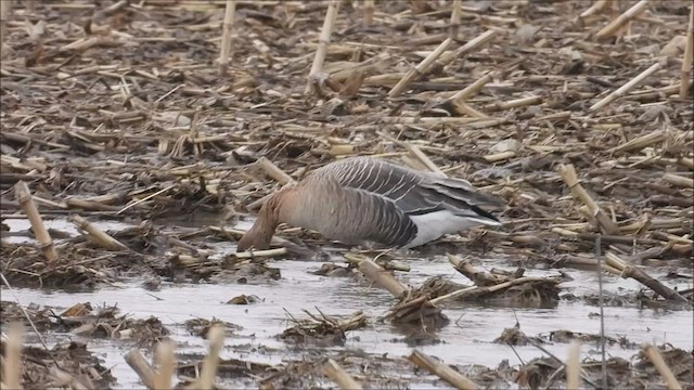Pink-footed Goose - ML552368851