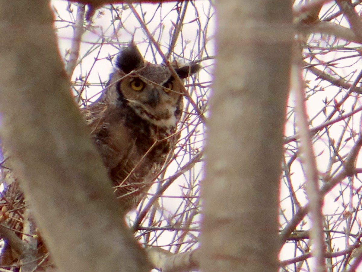Great Horned Owl - ML552371991