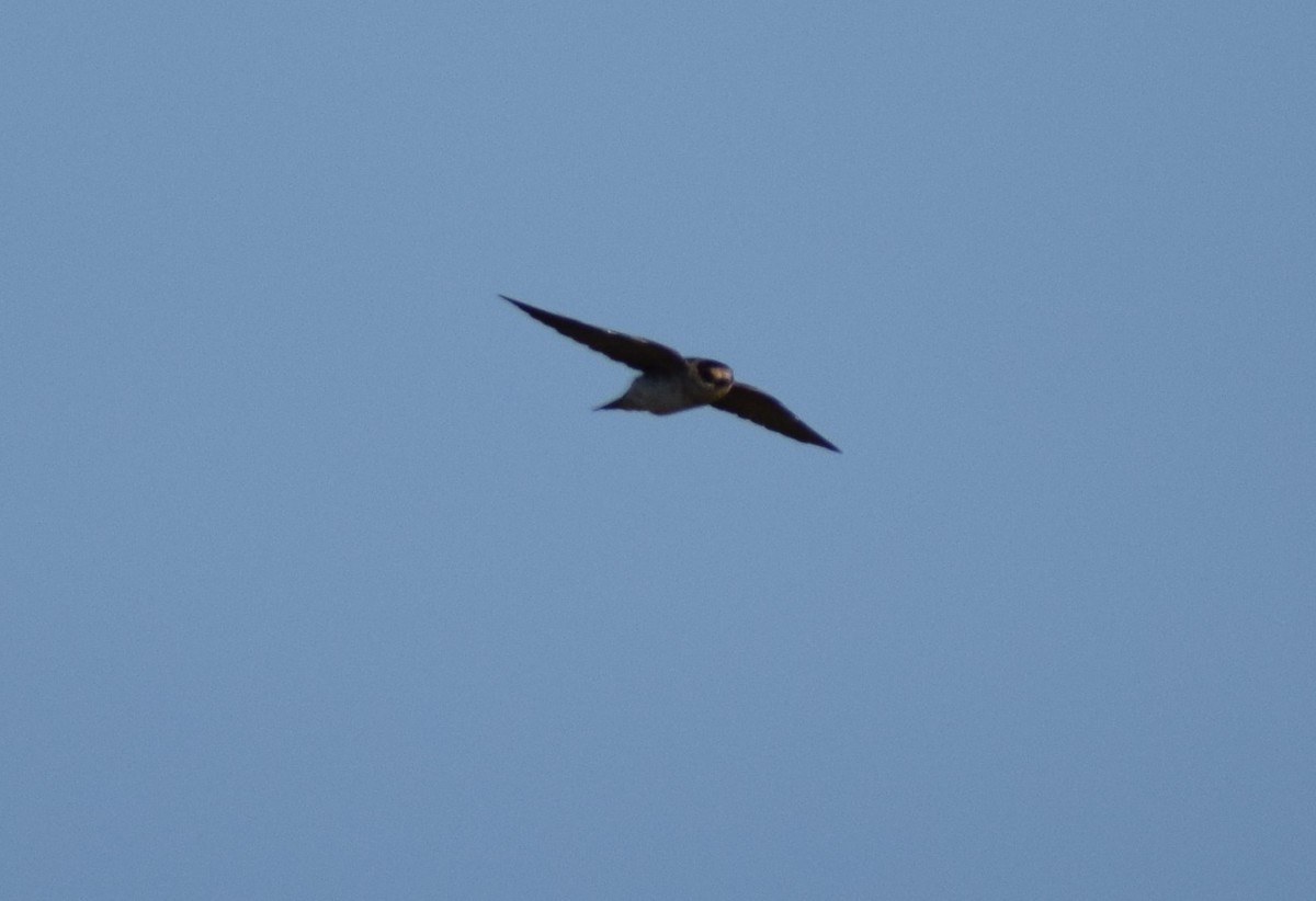 Cave Swallow - ML55237211
