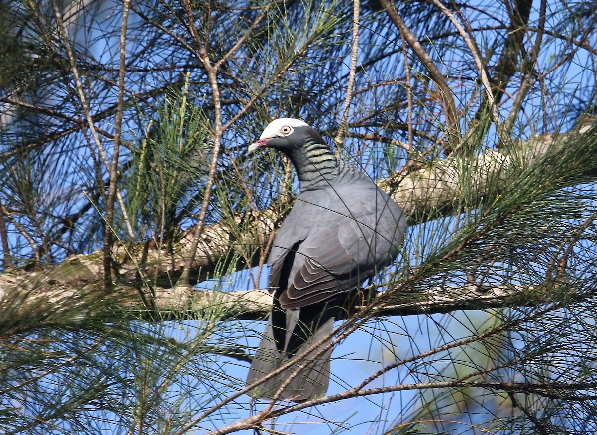 White-crowned Pigeon - Gil Ewing