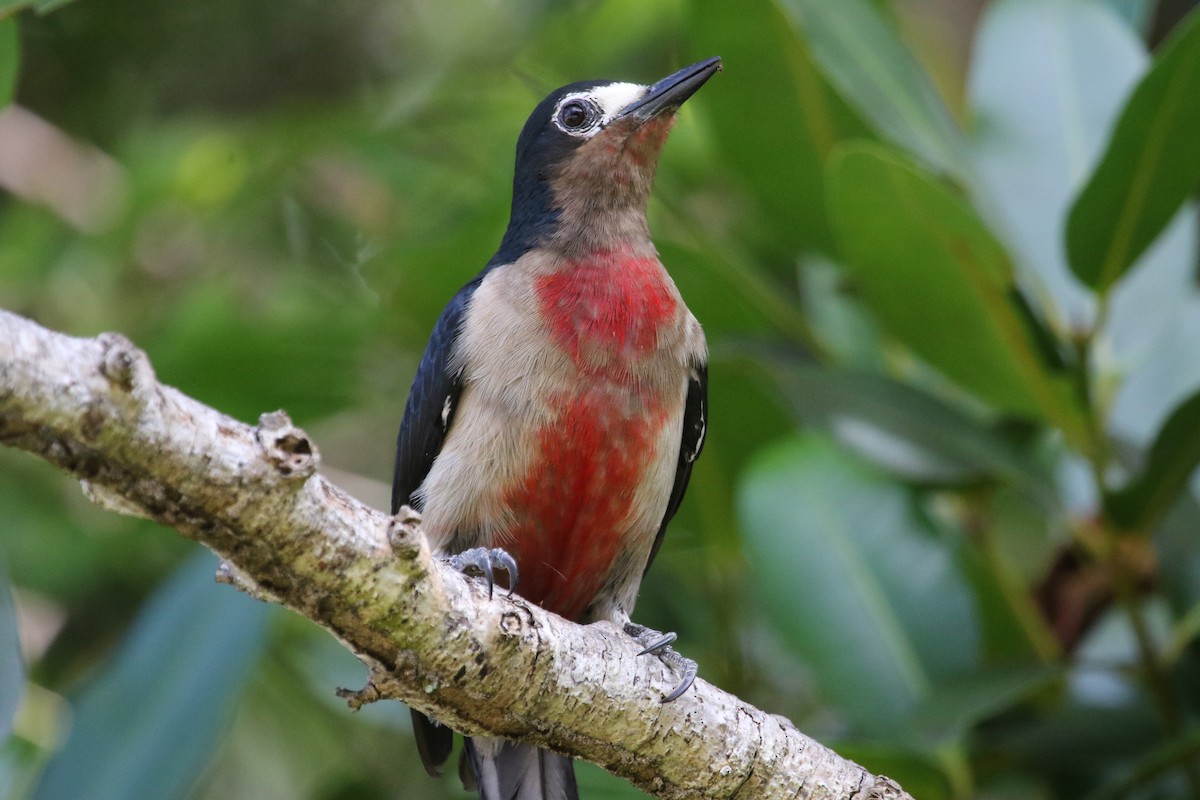 Puerto Rican Woodpecker - Gil Ewing