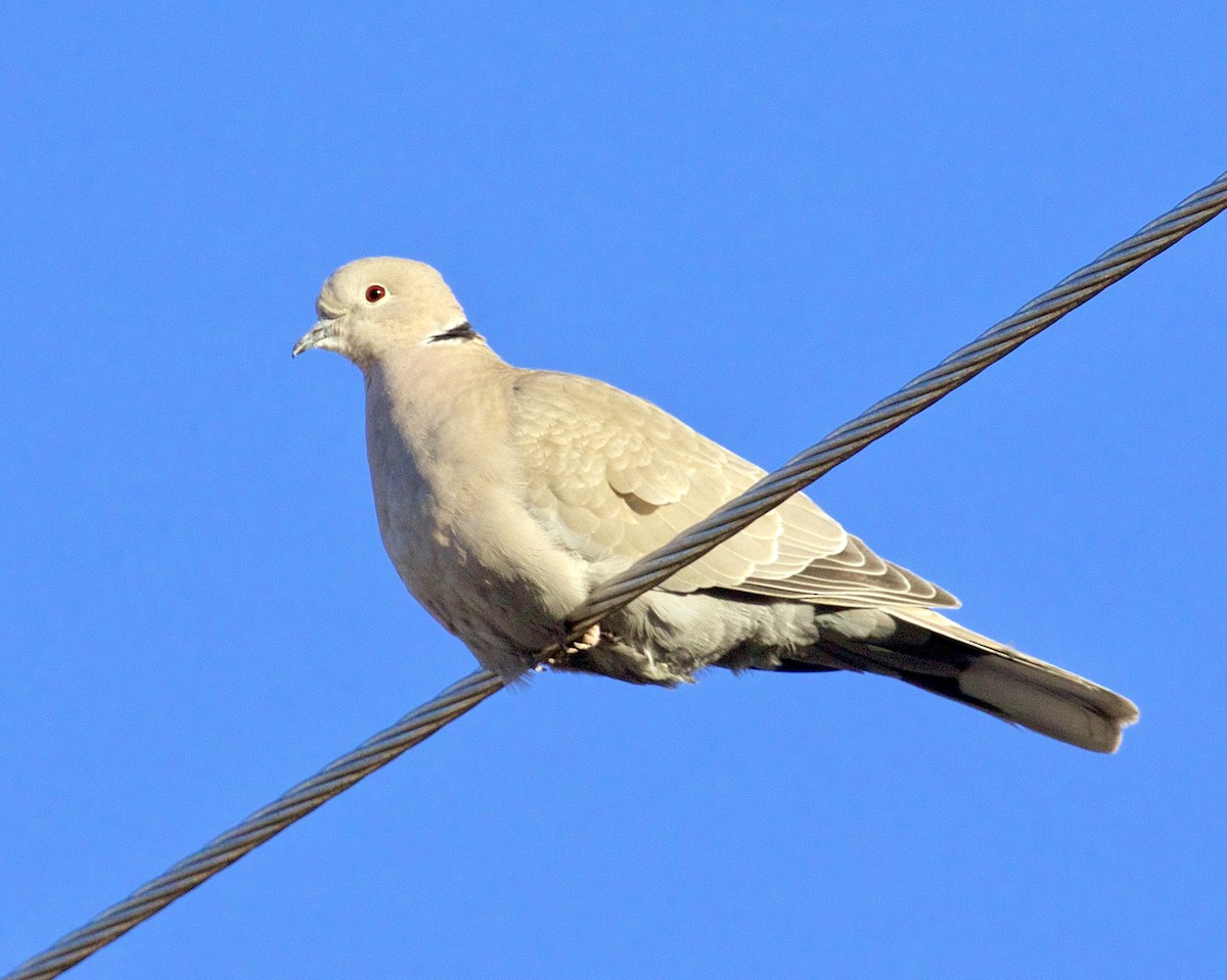 Eurasian Collared-Dove - ML552375121