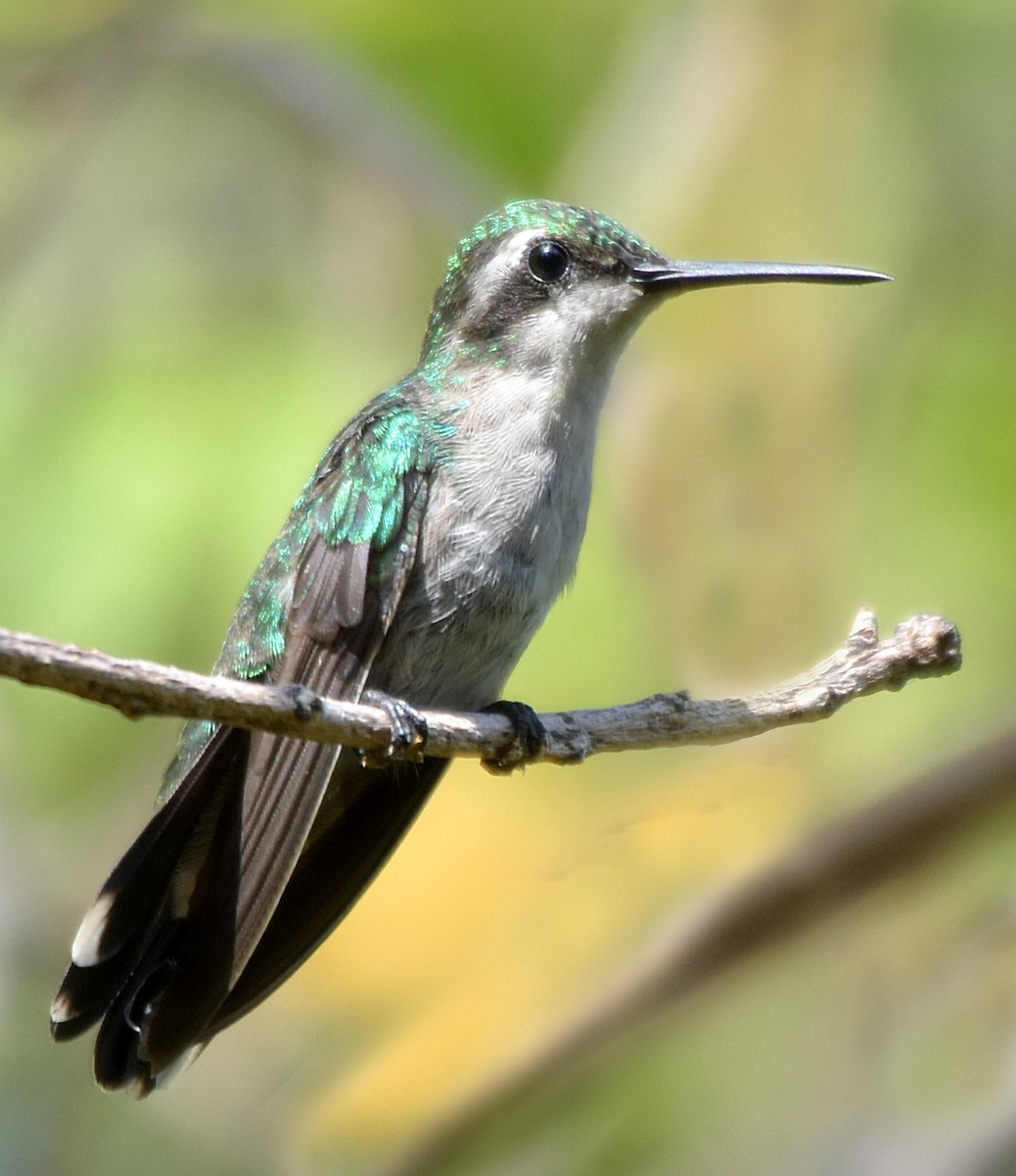 kolibřík modroocasý - ML55237561