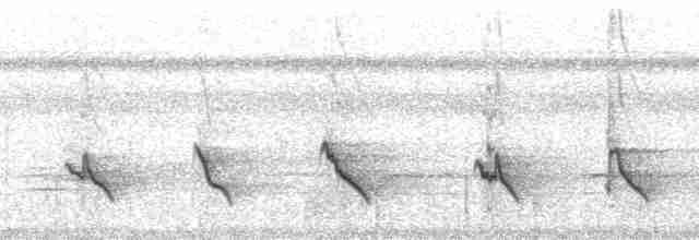 Краснопоясничный кассик (microrhynchus) - ML55238