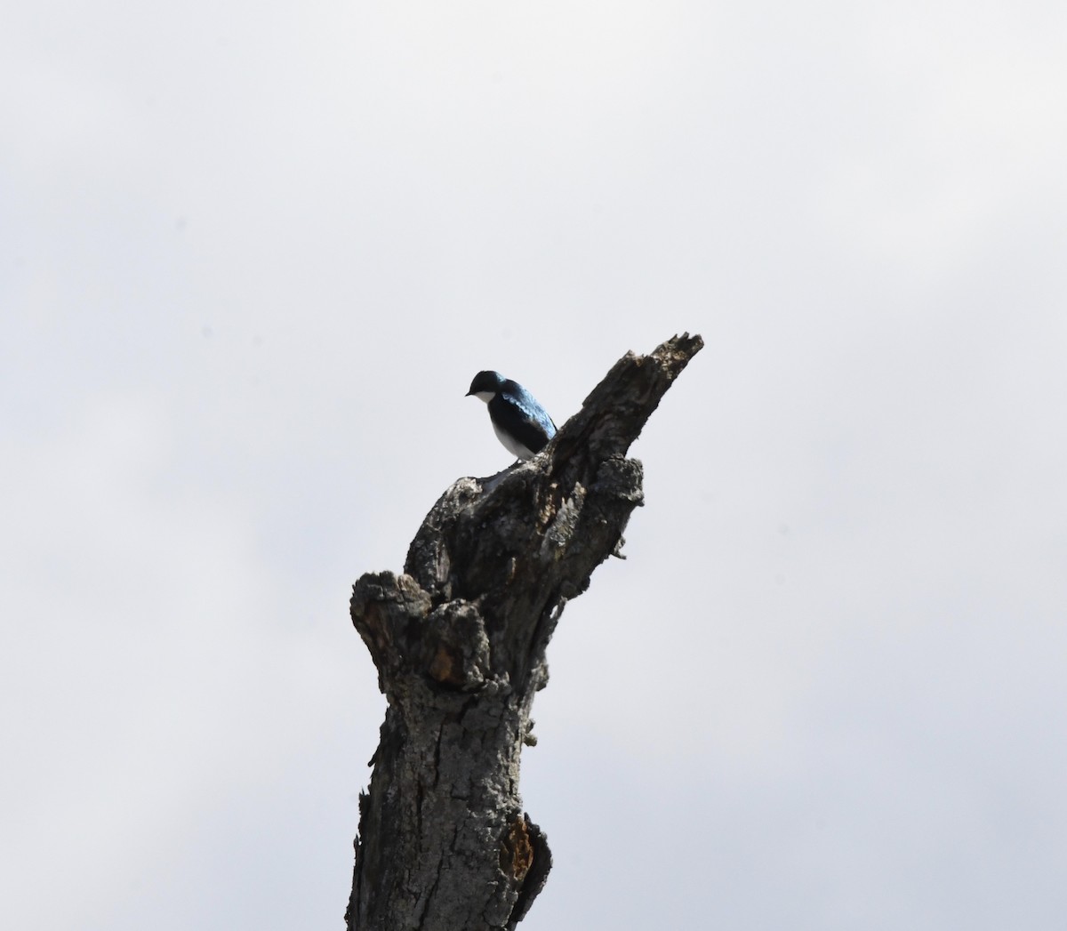 Tree Swallow - ML552381221