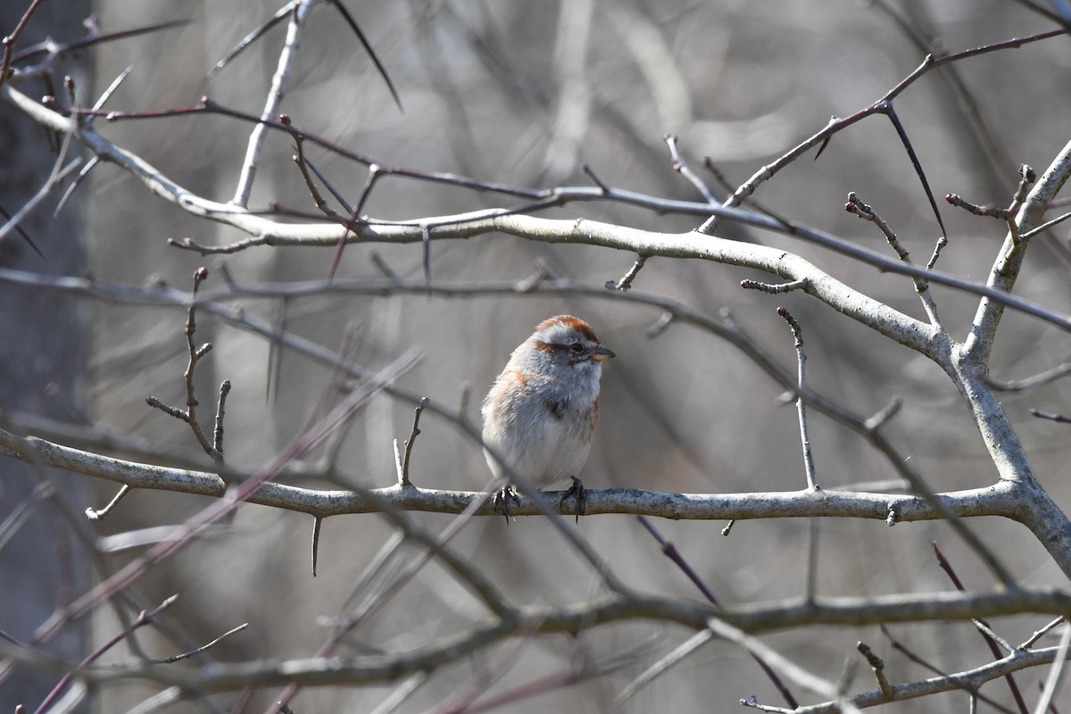 American Tree Sparrow - ML552381911