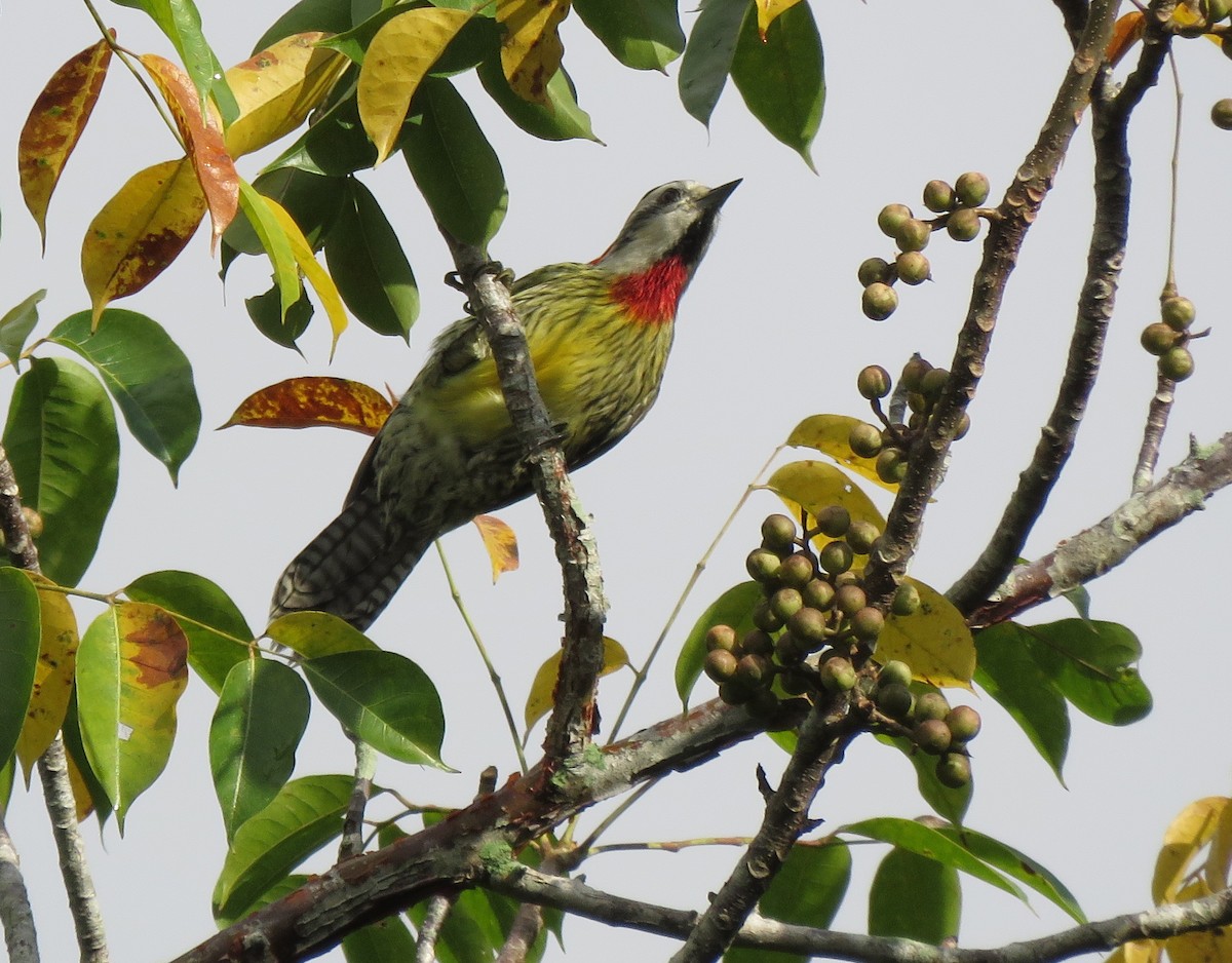 Cuban Green Woodpecker - Thomas Hinnebusch