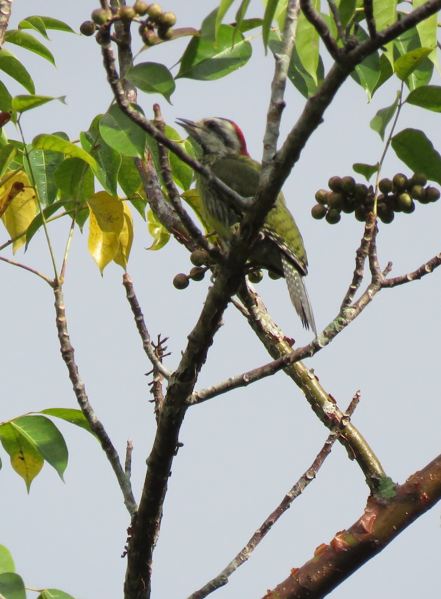 Cuban Green Woodpecker - Thomas Hinnebusch
