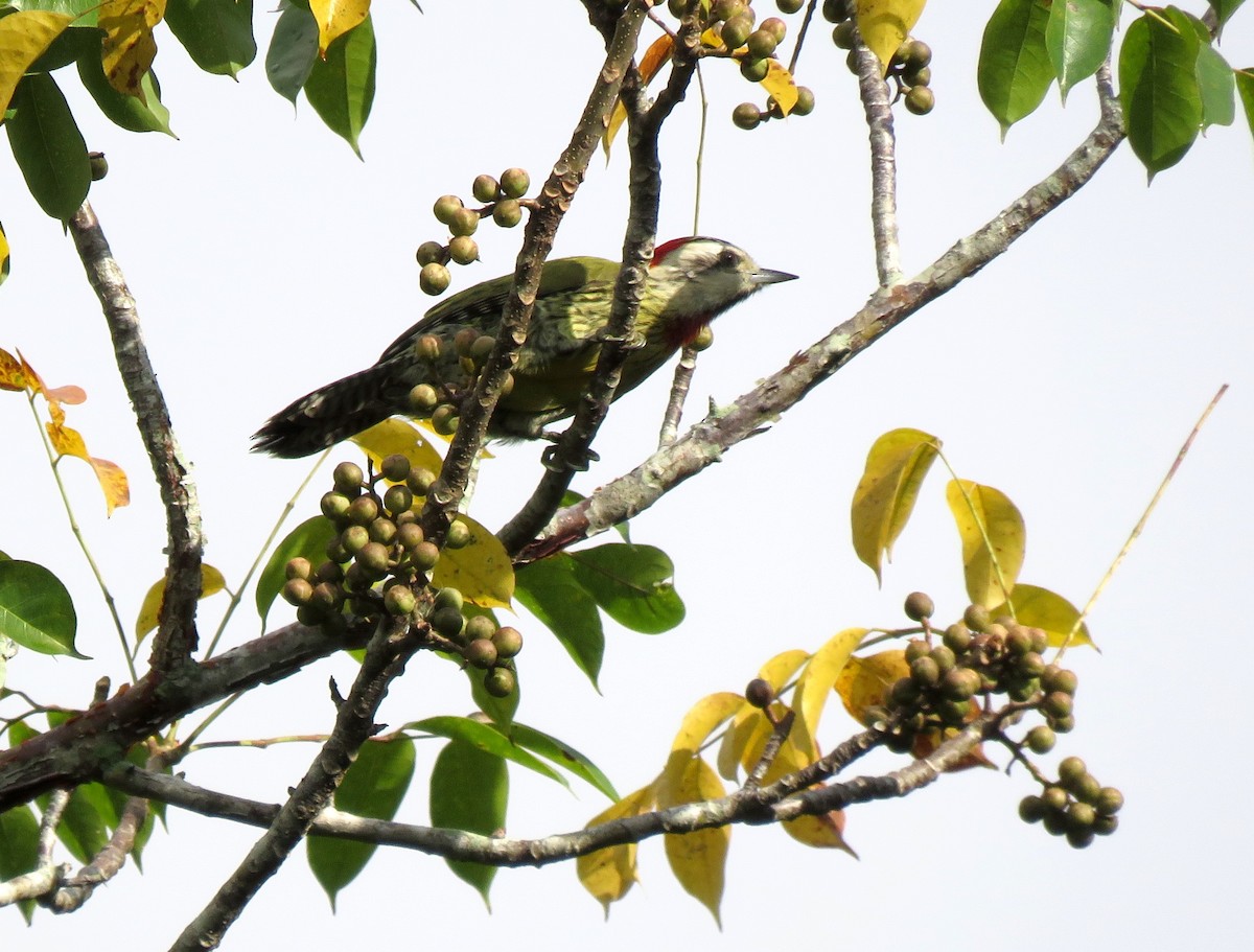 Cuban Green Woodpecker - ML55238891