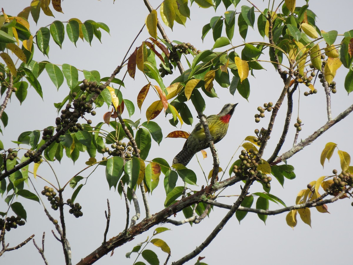 Cuban Green Woodpecker - ML55238971