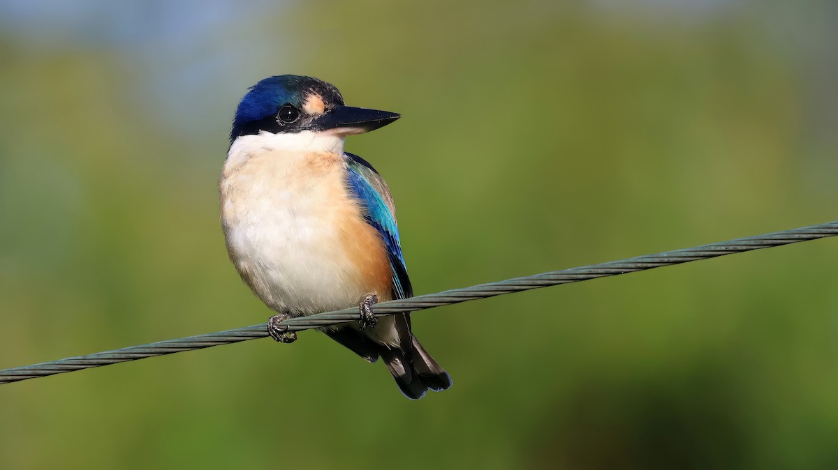 Forest Kingfisher - ML552391001