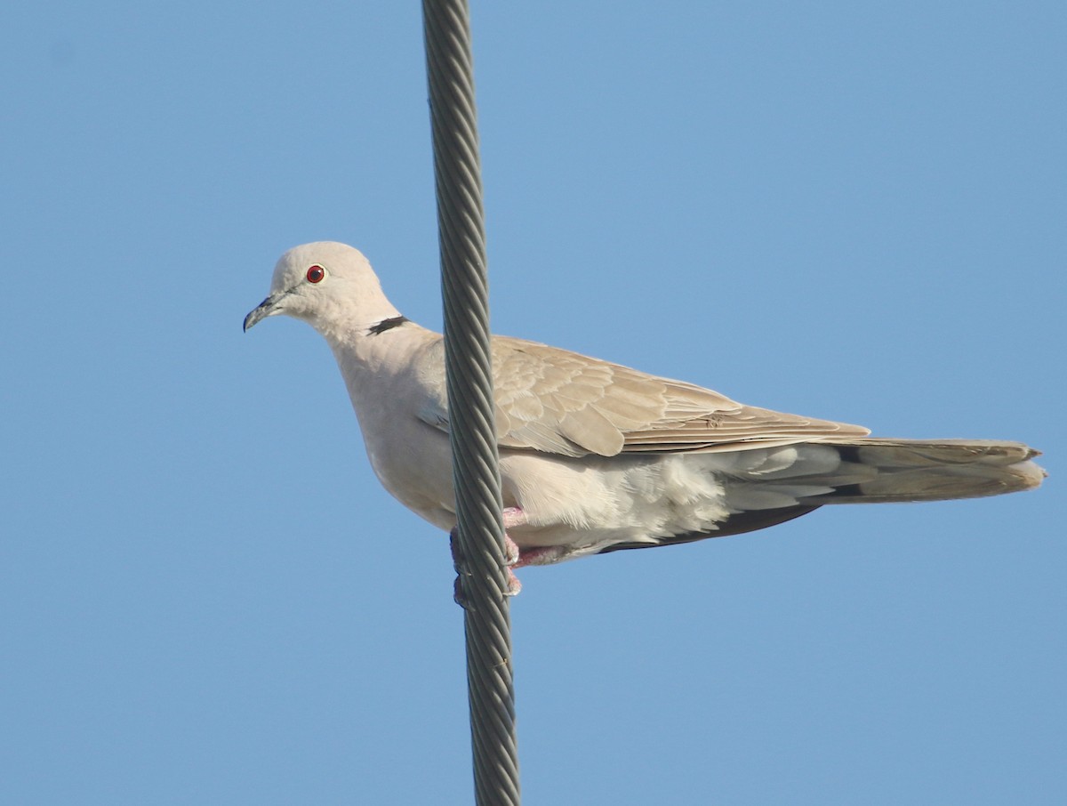African Collared-Dove - Gil Ewing