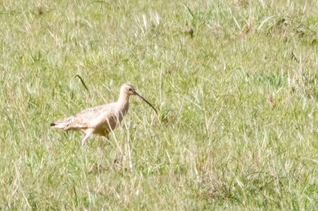 Long-billed Curlew - ML552398771