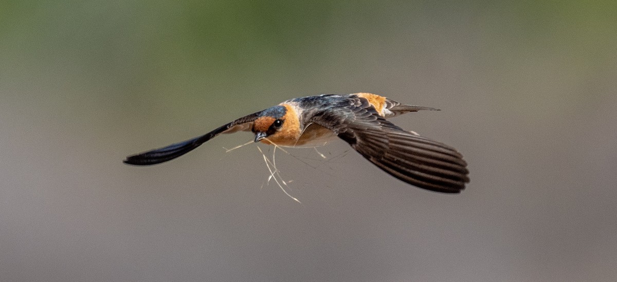 Cave Swallow - ML552400651