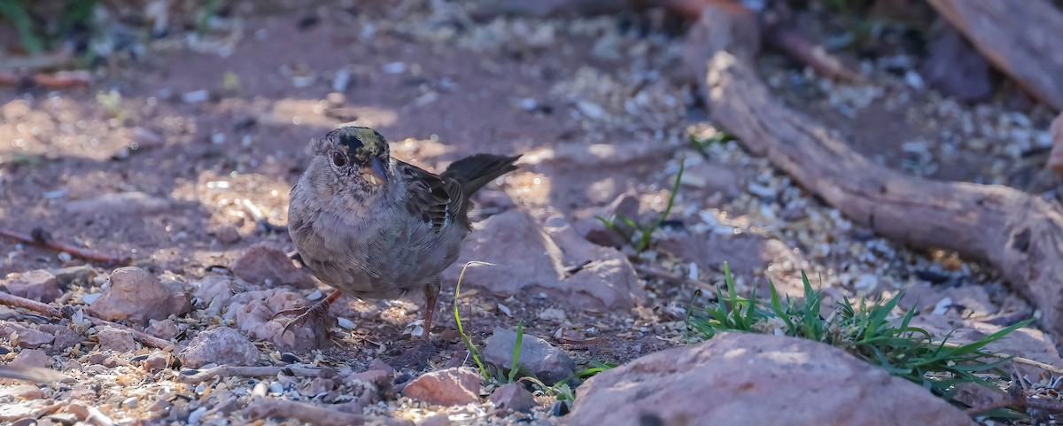 EBird Checklist - 1 Apr 2023 - Ash Canyon Bird Sanctuary (closed ...