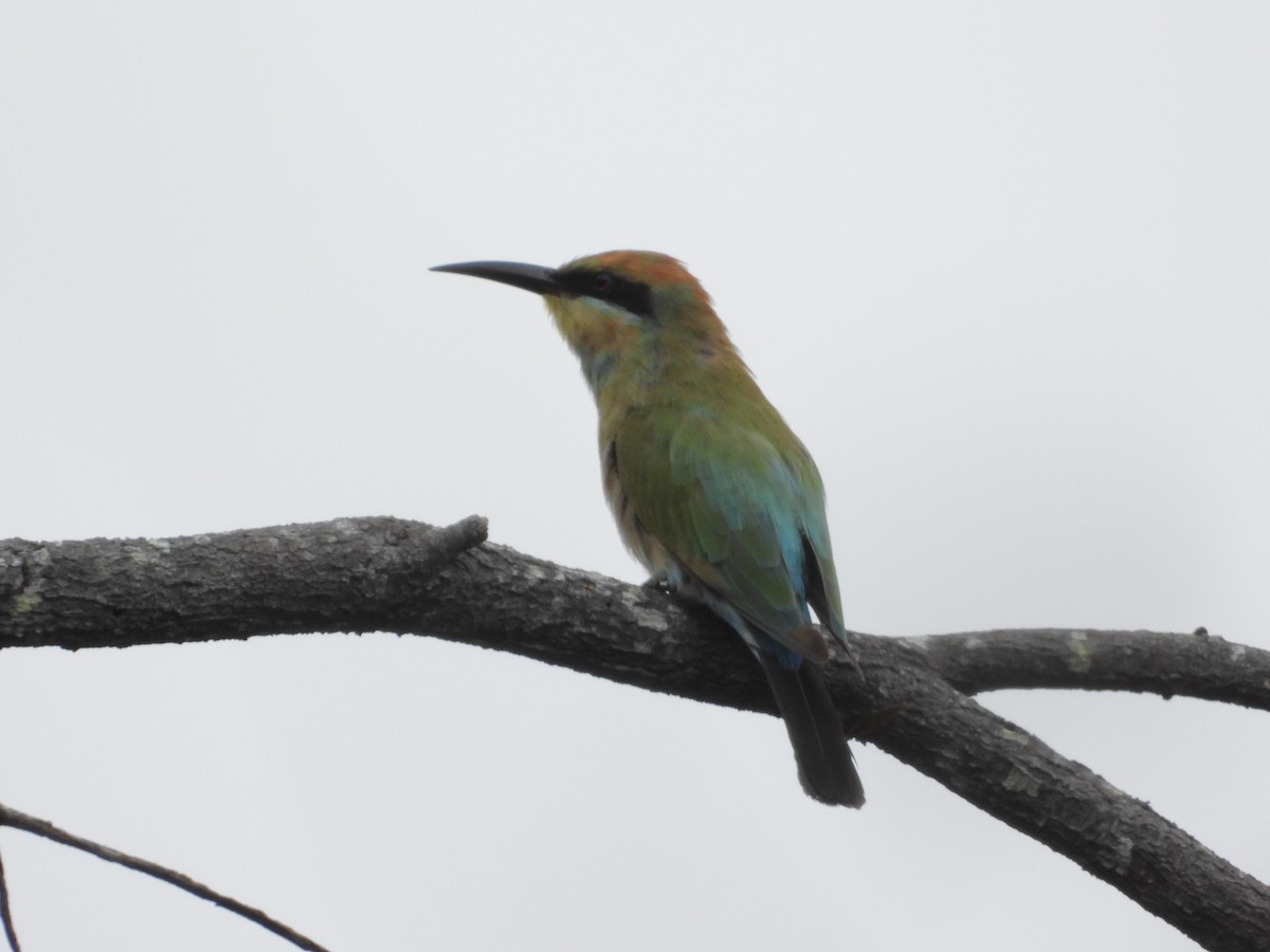 Rainbow Bee-eater - ML552411721