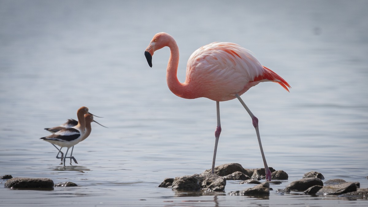 Şili Flamingosu - ML552411801