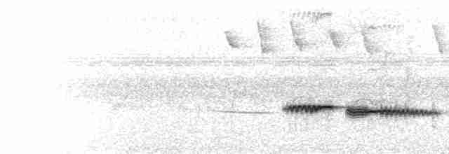  - Gray-throated Tit-Flycatcher