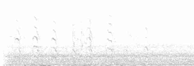 strakapoud americký - ML552414211