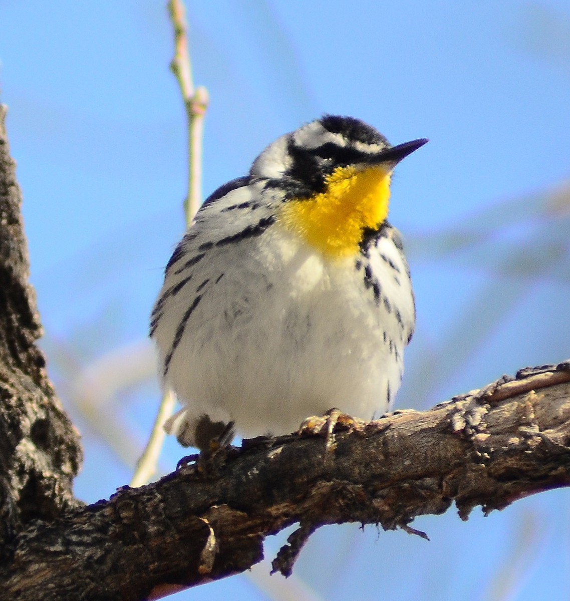 Yellow-throated Warbler - Brandon K. Percival