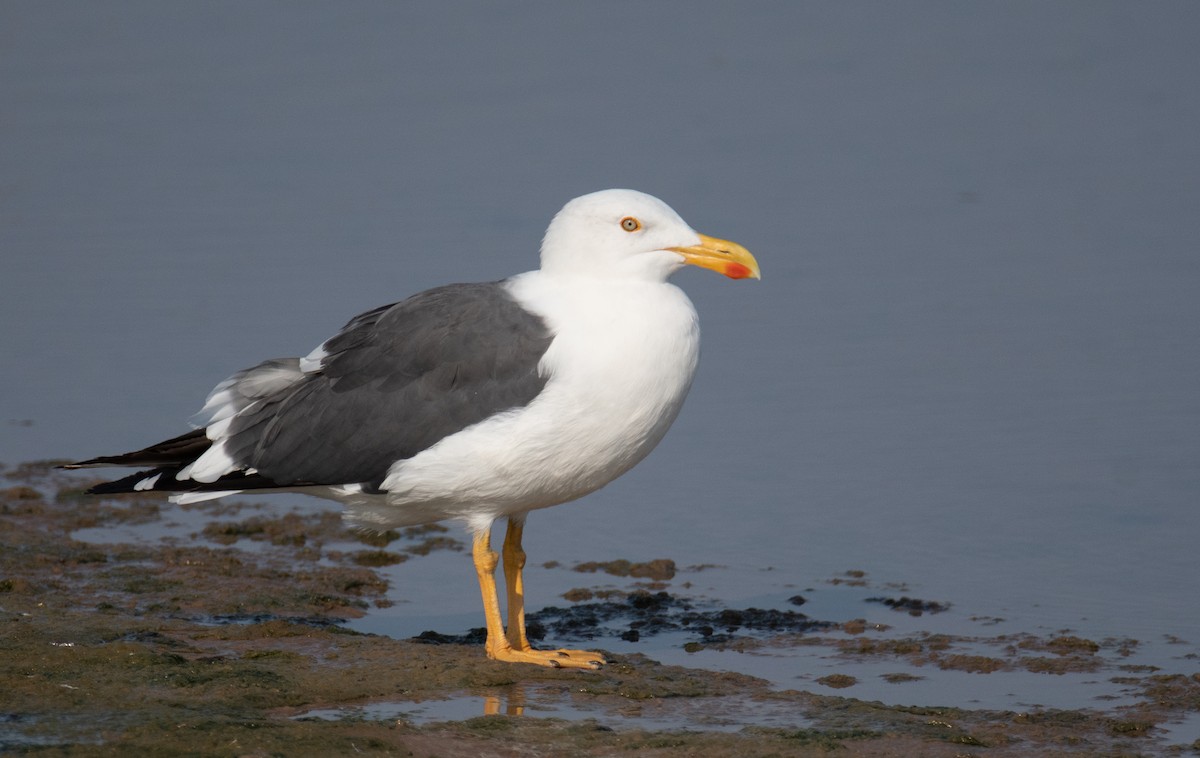 Yellow-footed Gull - Levi Plummer