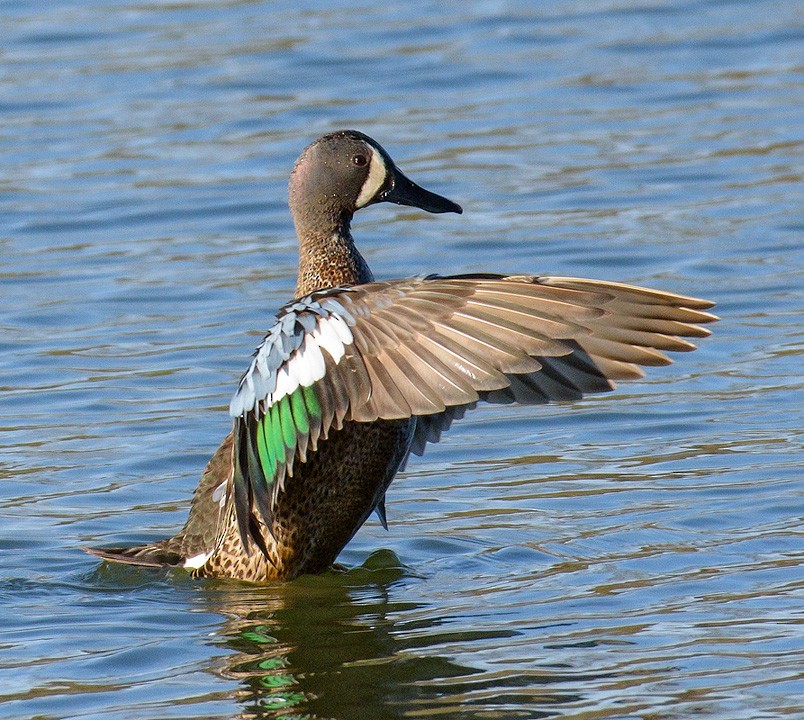 Blue-winged Teal - ML55242111