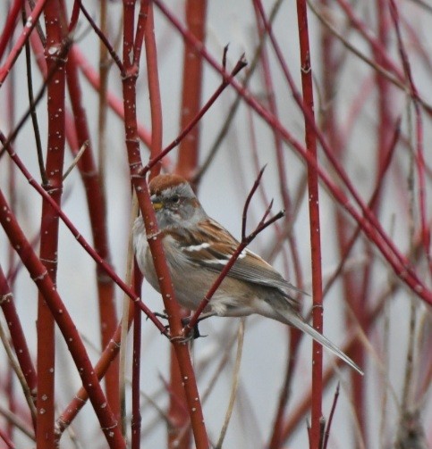 American Tree Sparrow - ML552421311