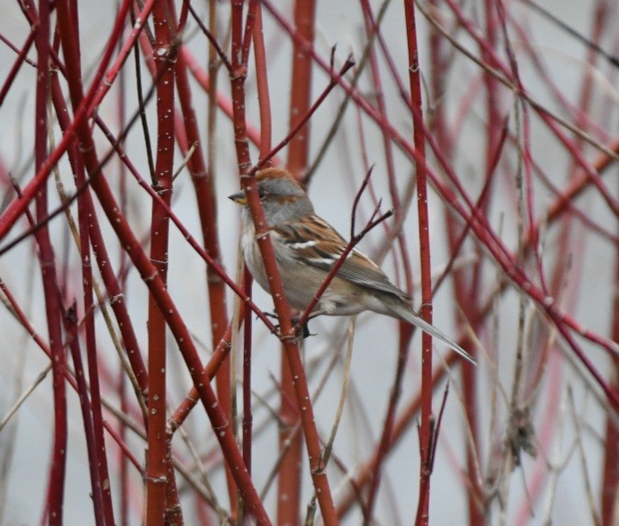 American Tree Sparrow - ML552421321