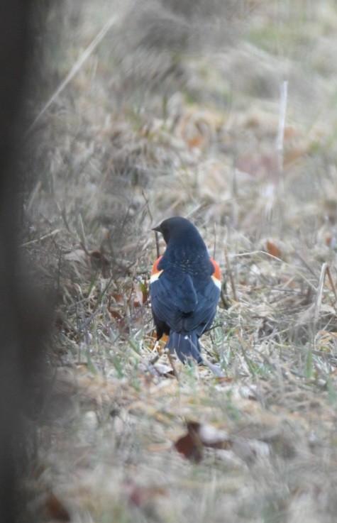 Red-winged Blackbird - ML552421361