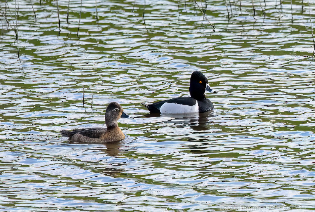 Ring-necked Duck - David Heaphy