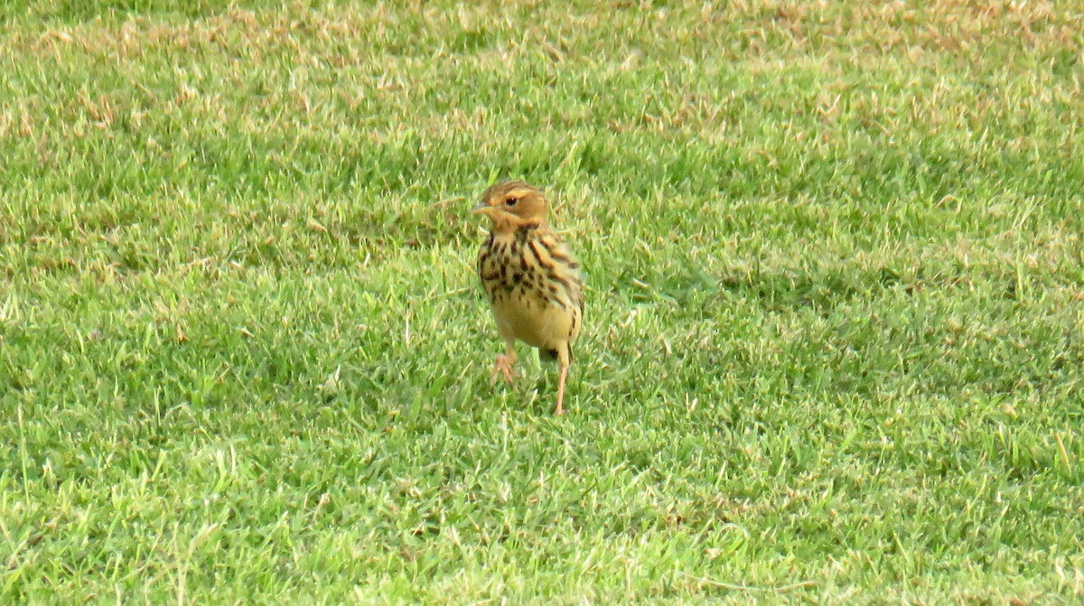 Red-throated Pipit - ML55242311
