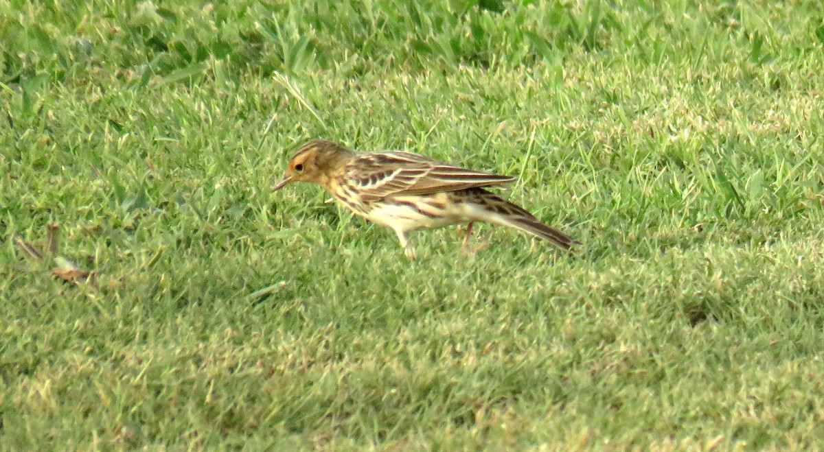 Red-throated Pipit - ML55242321