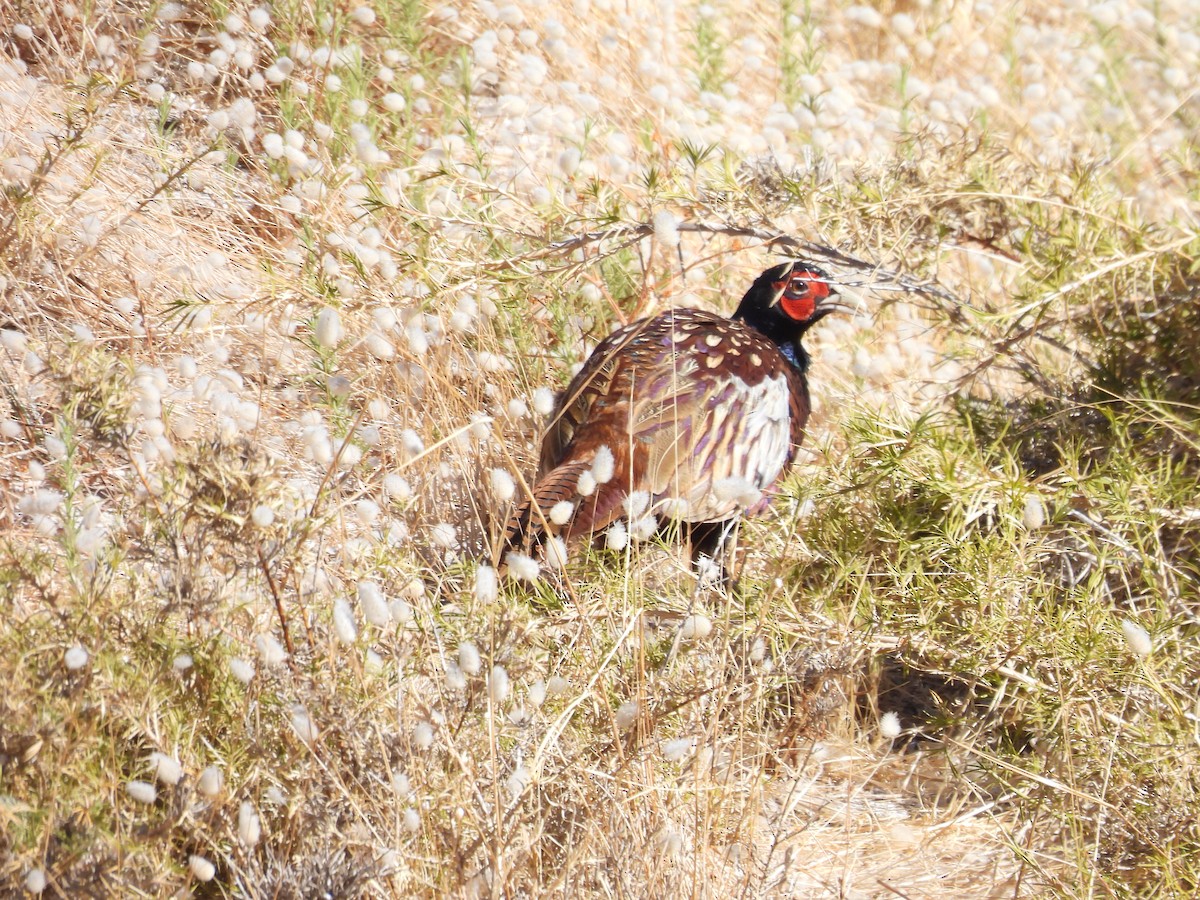 Ring-necked Pheasant - ML552425011