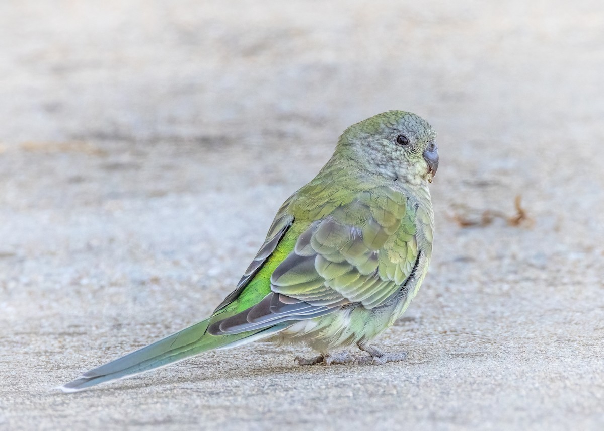 Red-rumped Parrot - ML552427551