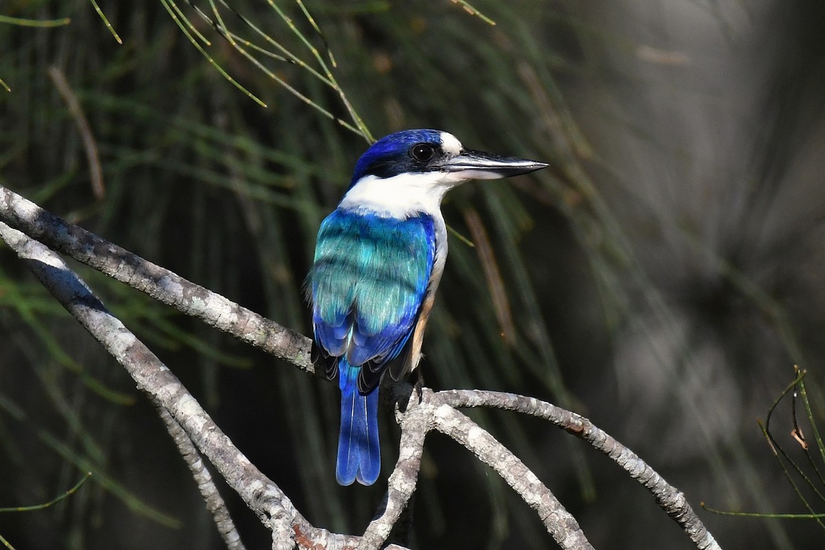 Forest Kingfisher - ML552428281