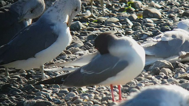 Swallow-tailed Gull - ML552430321