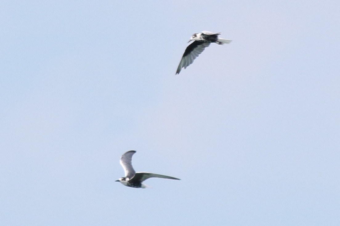 White-winged Tern - ML552432141
