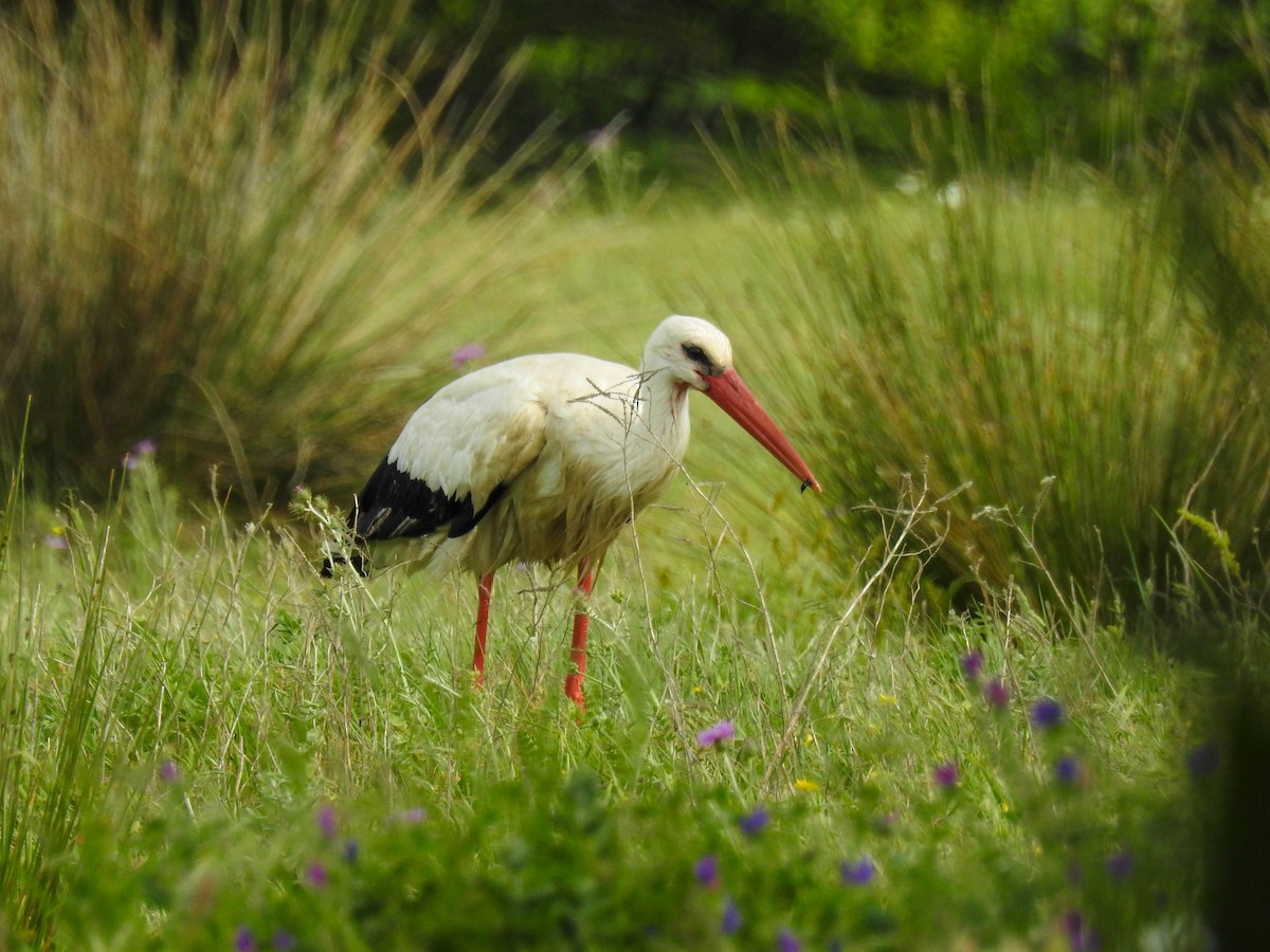 White Stork - Jorge Sepulveda
