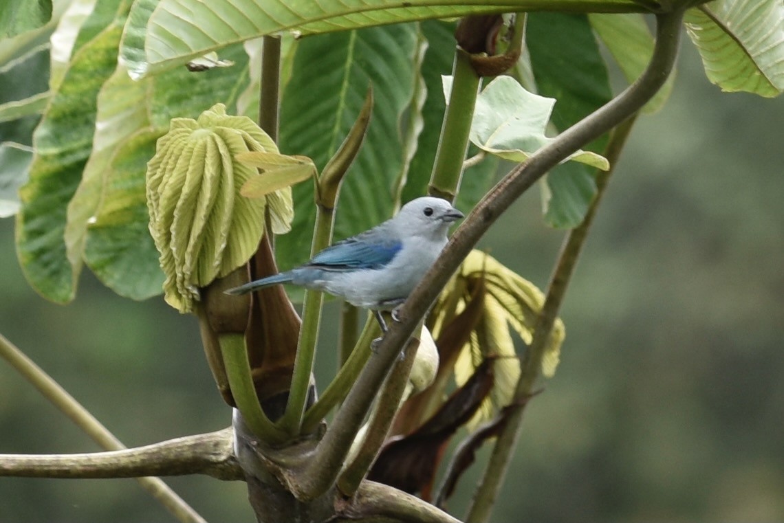 Blue-gray Tanager - ML552434381