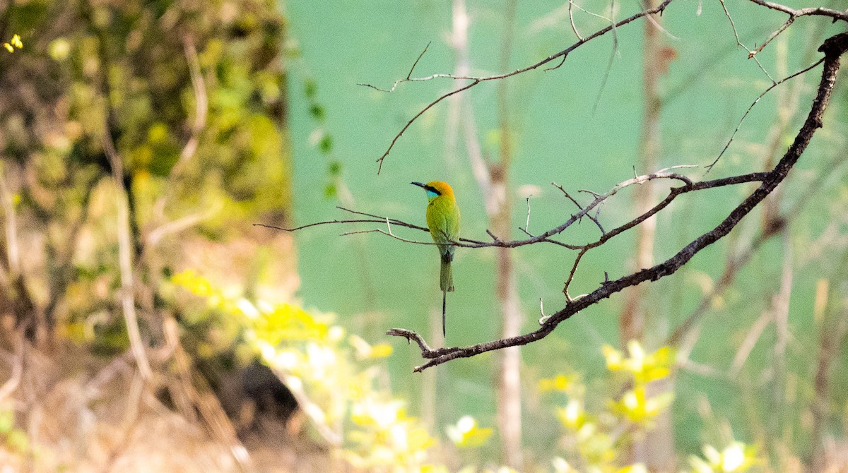 Asian Green Bee-eater - ML552434751