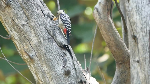 Fulvous-breasted Woodpecker - ML552435791