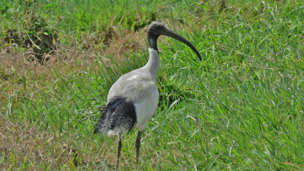 ibis australský - ML552435851