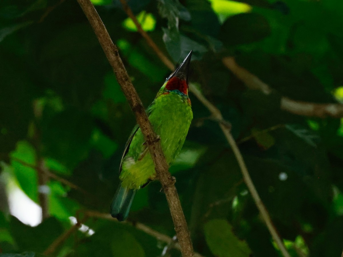 Red-throated Barbet - ML552439541